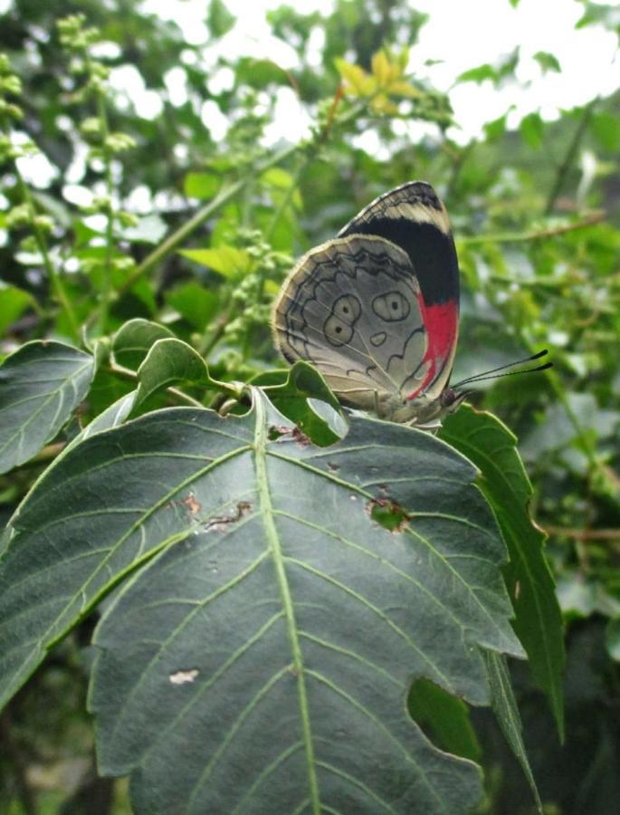 Rumi Wilco Ecolodge & Nature Reserve-Cabanas & Camping Vilcabamba Extérieur photo