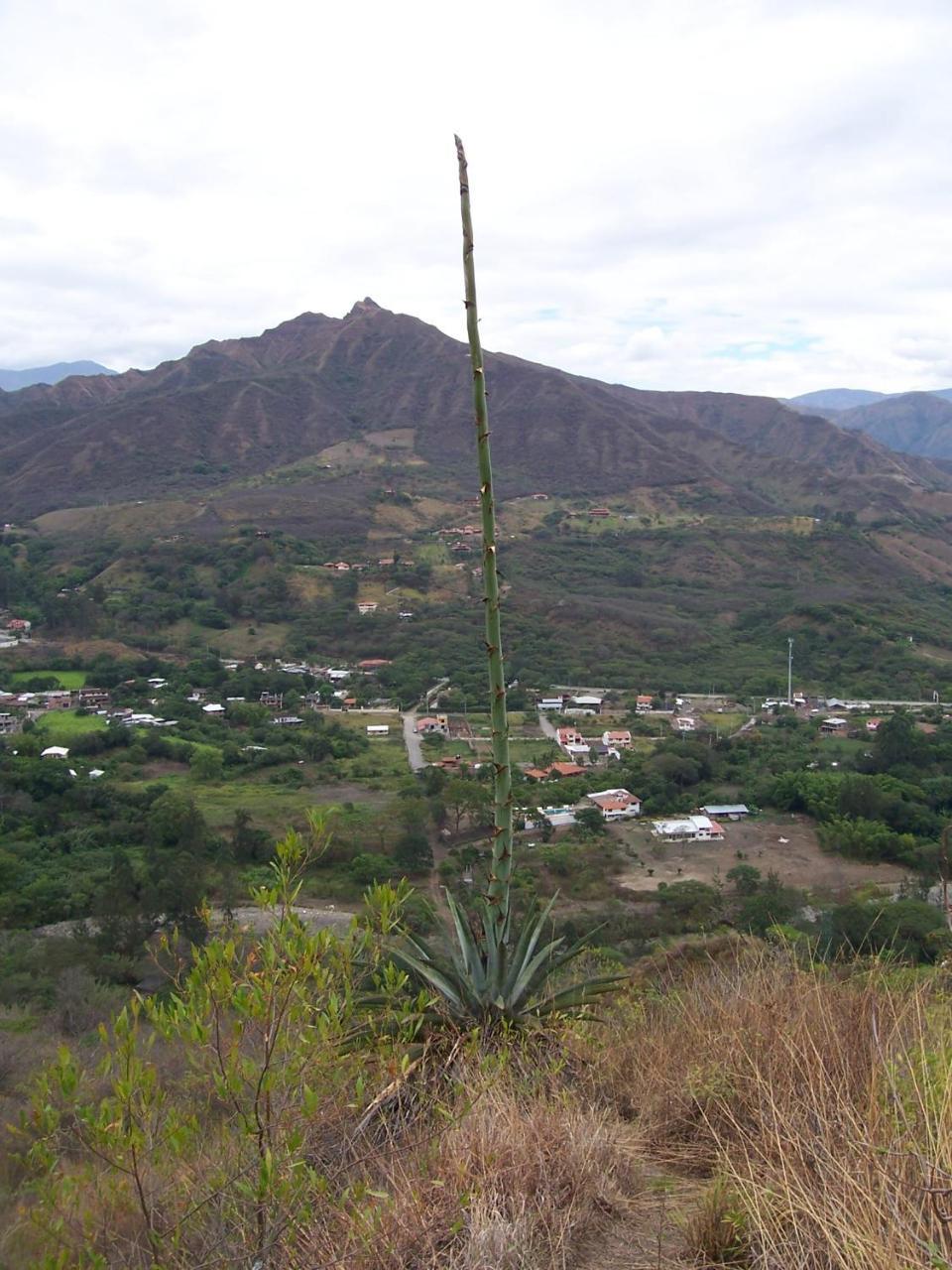 Rumi Wilco Ecolodge & Nature Reserve-Cabanas & Camping Vilcabamba Extérieur photo